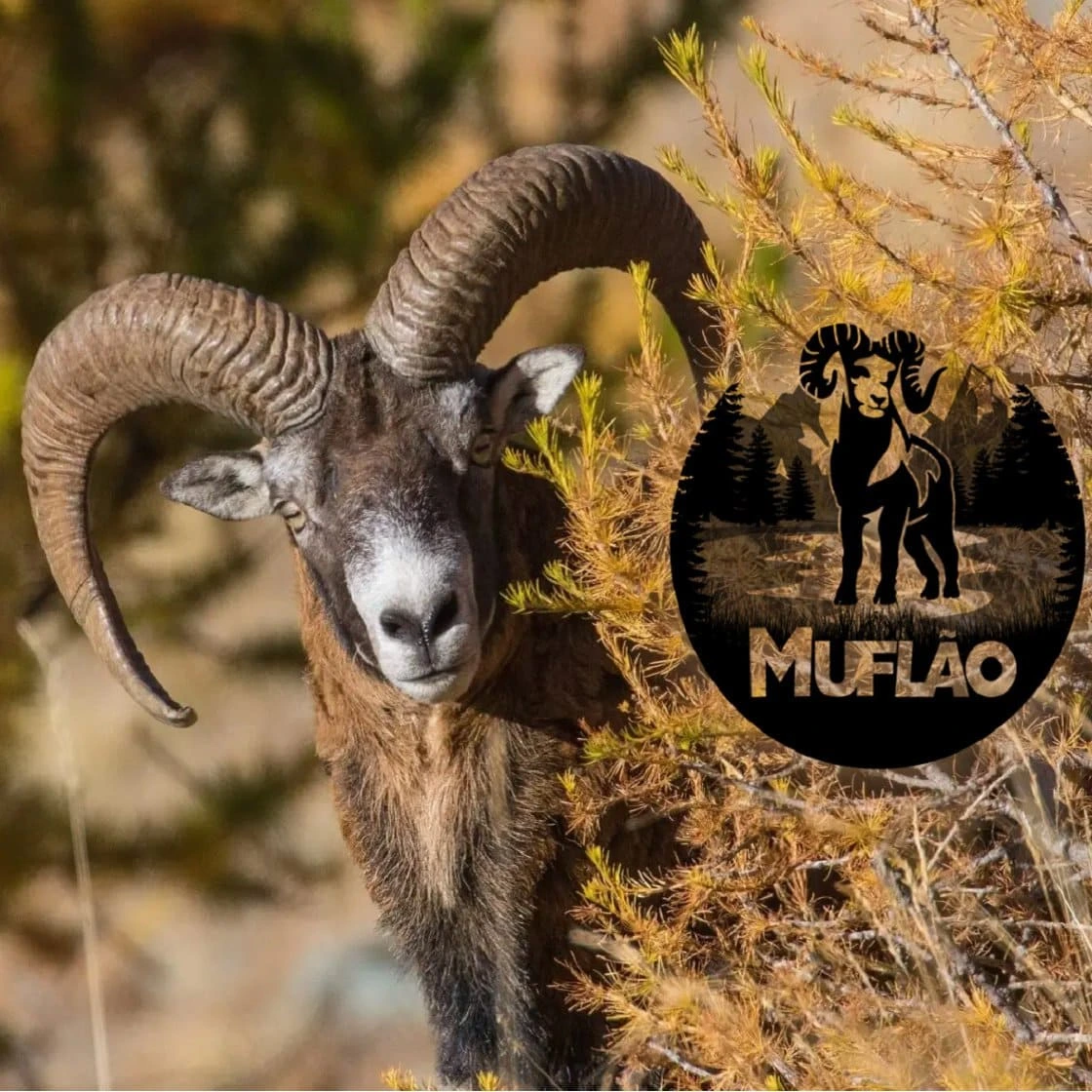 Muflão